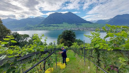 Weinlese 2024 in Ennetbürgen Weingärtli ein Drahtseilakt mit Happy End