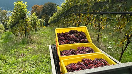 Weinlese 2024 in Ennetbürgen Weingärtli ein Drahtseilakt mit Happy End