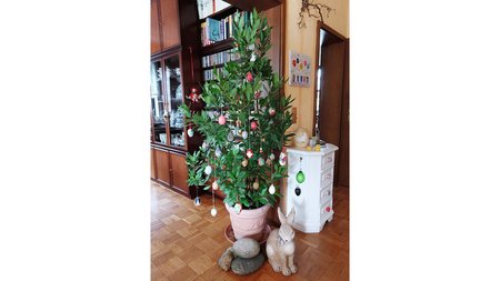 Oh Lorbeerbaum, oh Lorbeerbaum,  wie grün sind deine Blätter