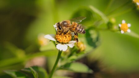 Zum Weltbienentag