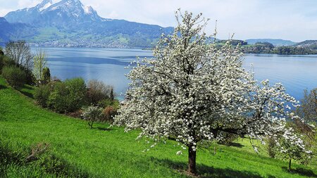 Der Obstlehrpfad in Kehrsiten – 30 Minuten fruchtig, fein und interessant