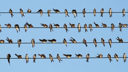 Und tschüss! – Zugvögel auf grosser Reise